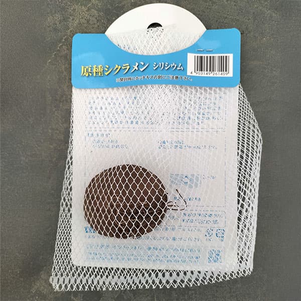 シクラメン(原種系):シリシウム1球入り
