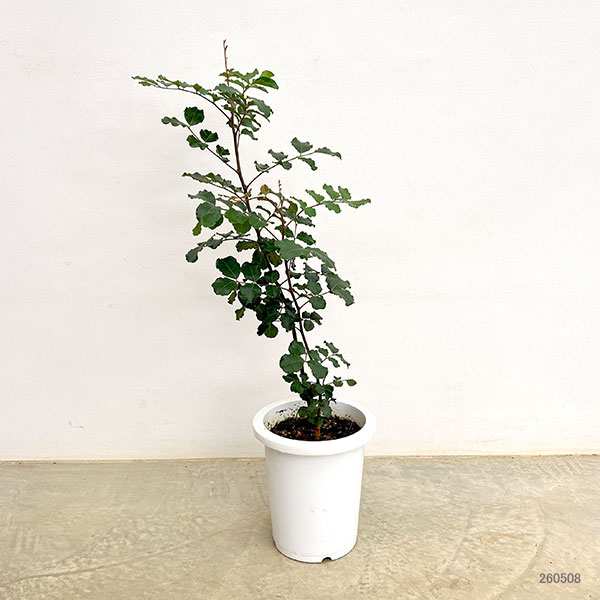 キャロブ（イナゴマメ）：チョコレートの木8号鉢植え