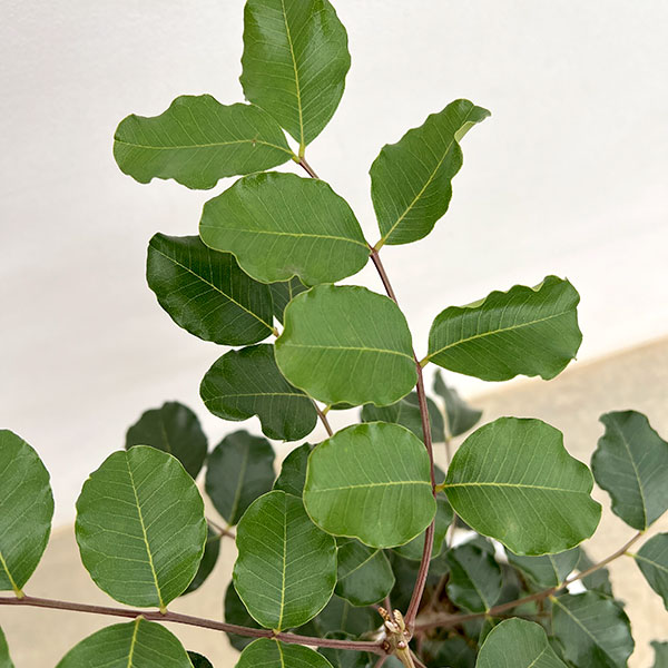 キャロブ（イナゴマメ）：チョコレートの木8号鉢植え
