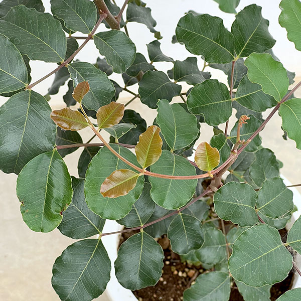キャロブ（イナゴマメ）：チョコレートの木8号鉢植え