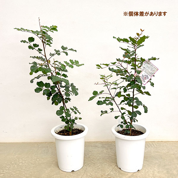 キャロブ（イナゴマメ）：チョコレートの木8号鉢植え