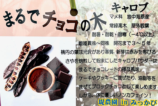 キャロブ（イナゴマメ）：チョコレートの木8号鉢植え