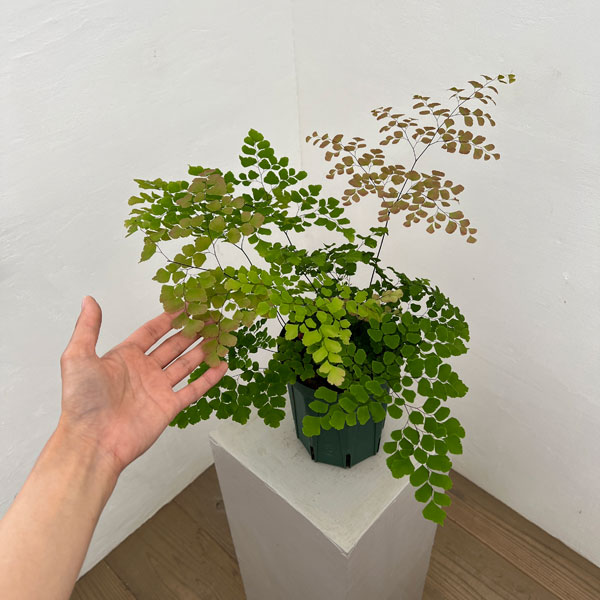アジアンタム：スクータムロゼウム　5号鉢植え