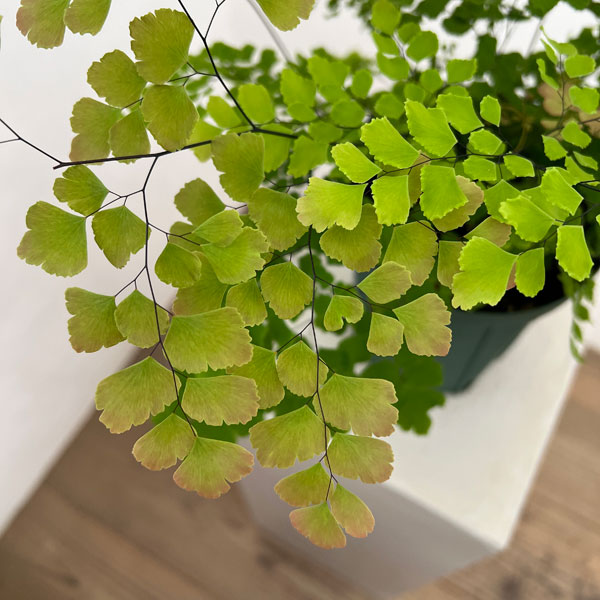 アジアンタム：スクータムロゼウム　5号鉢植え