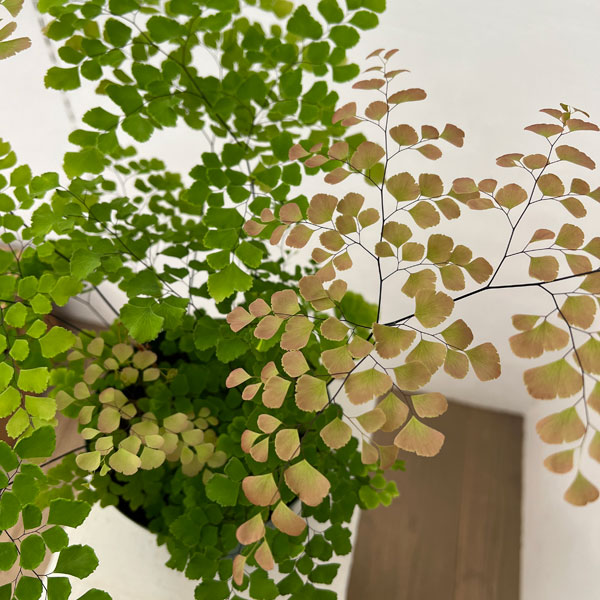 アジアンタム：スクータムロゼウム　5号鉢植え