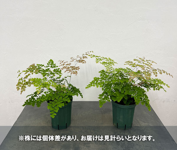 アジアンタム：スクータムロゼウム　5号鉢植え