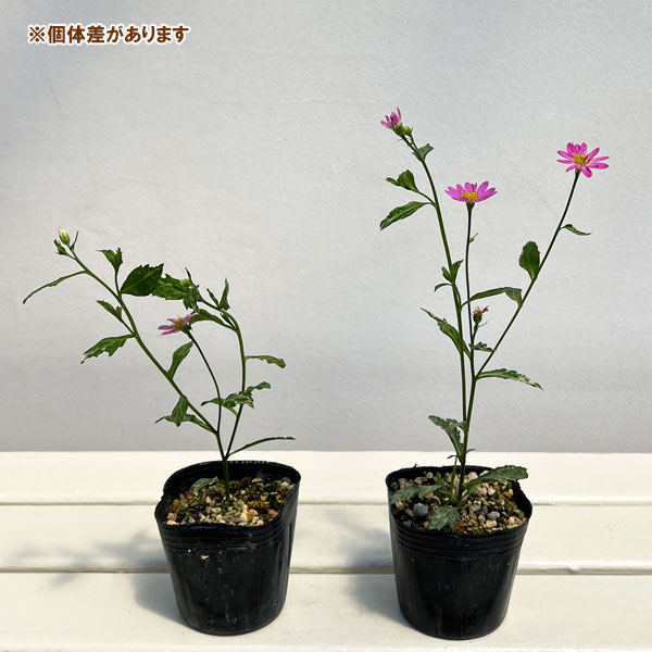 ミヤコワスレ：斑入り桃花 3号ポット