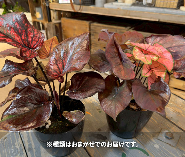 カラジュウム：浅岡さんのおまかせカラジウム　5号鉢植え