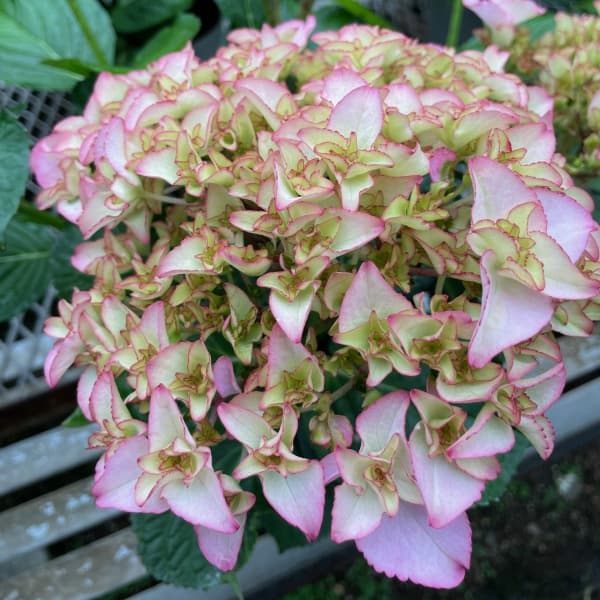 アジサイ：プリマドンナ5号鉢植え