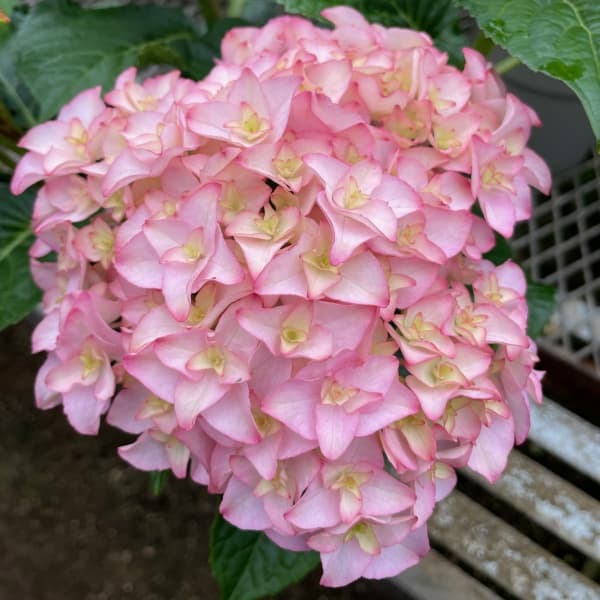 アジサイ：プリマドンナ5号鉢植え