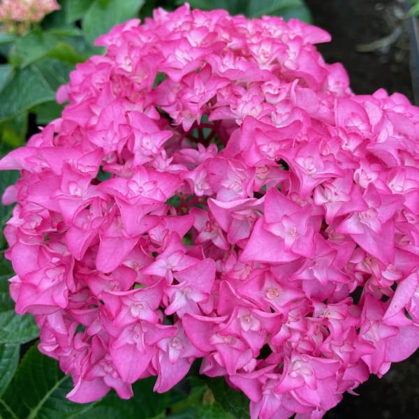 アジサイ：プリマドンナ5号鉢植え