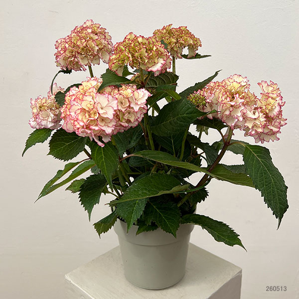 アジサイ:花宴(はなのえん)5号鉢植え