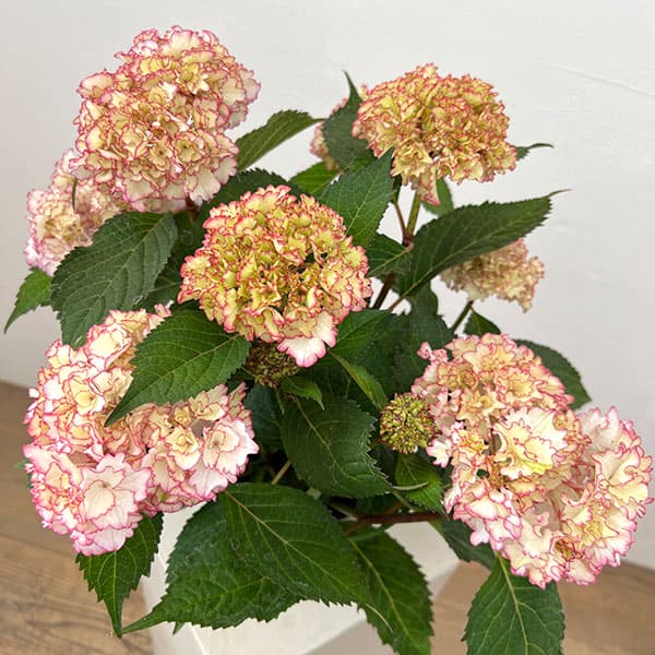 アジサイ:花宴(はなのえん)5号鉢植え