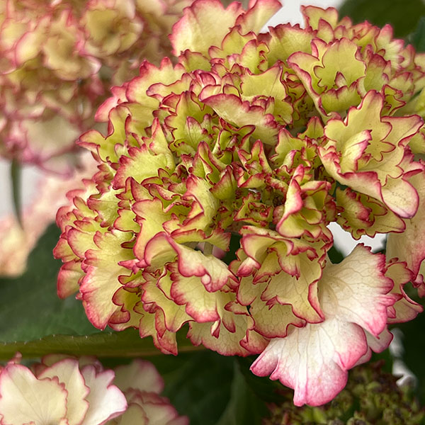 アジサイ:花宴(はなのえん)5号鉢植え