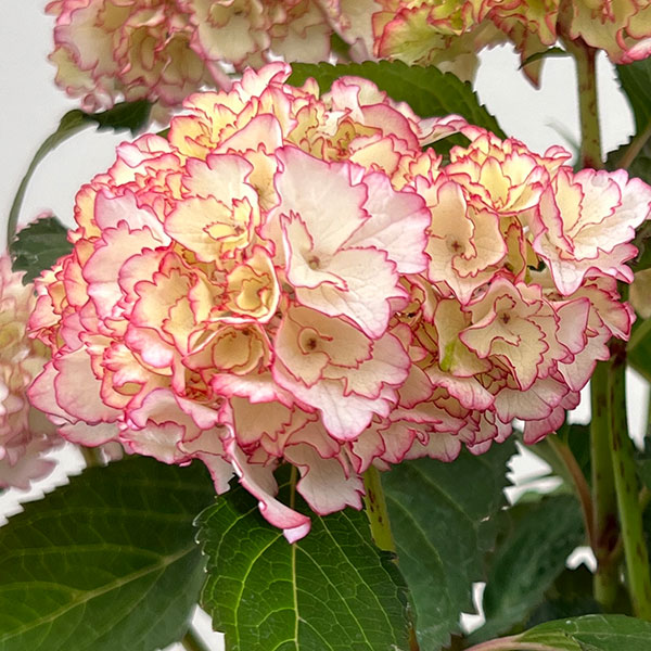 アジサイ:花宴(はなのえん)5号鉢植え