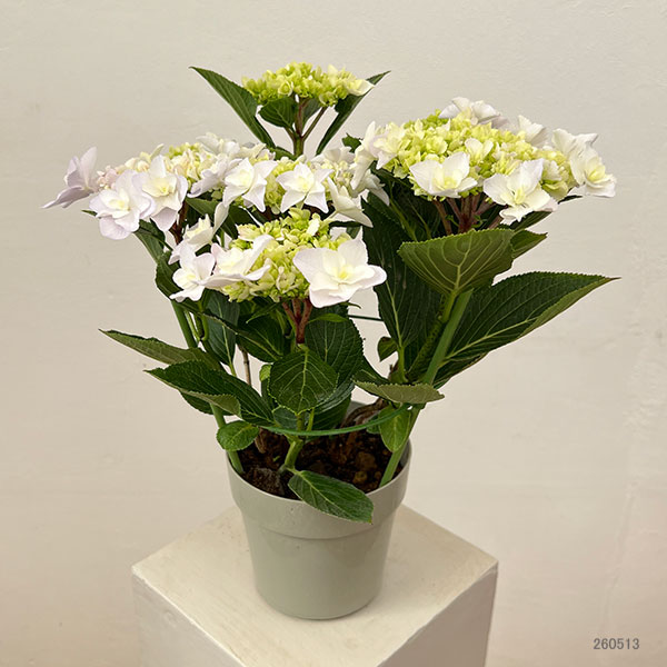 アジサイ：VIVACE（ヴィヴァーチェ）5号鉢植え