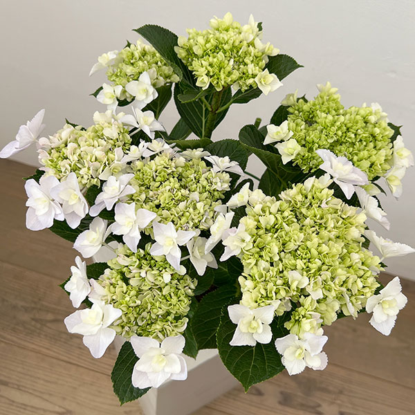 アジサイ：VIVACE（ヴィヴァーチェ）5号鉢植え