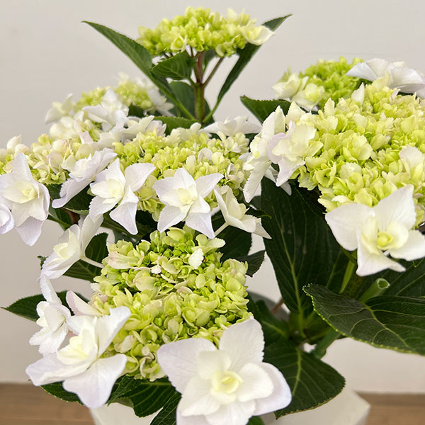 アジサイ：VIVACE（ヴィヴァーチェ）5号鉢植え