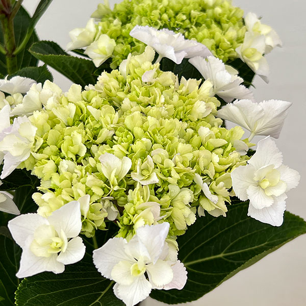 アジサイ：VIVACE（ヴィヴァーチェ）5号鉢植え