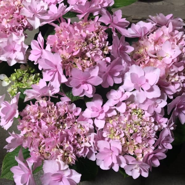 アジサイ：VIVACE（ヴィヴァーチェ）5号鉢植え