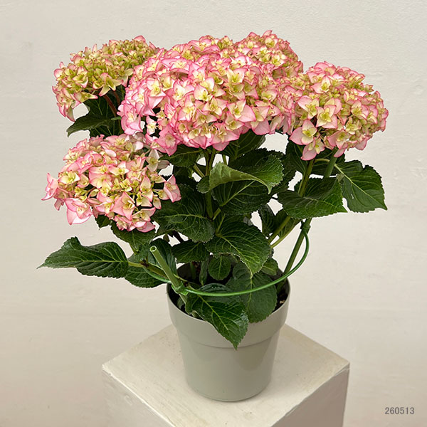 アジサイ：プリマドンナ5号鉢植え