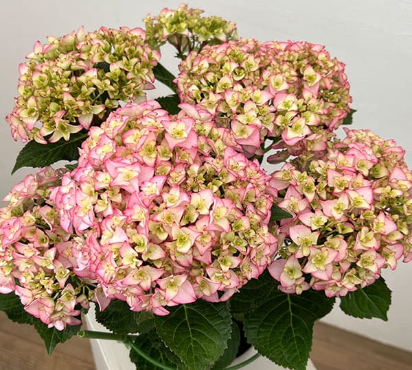アジサイ：プリマドンナ5号鉢植え