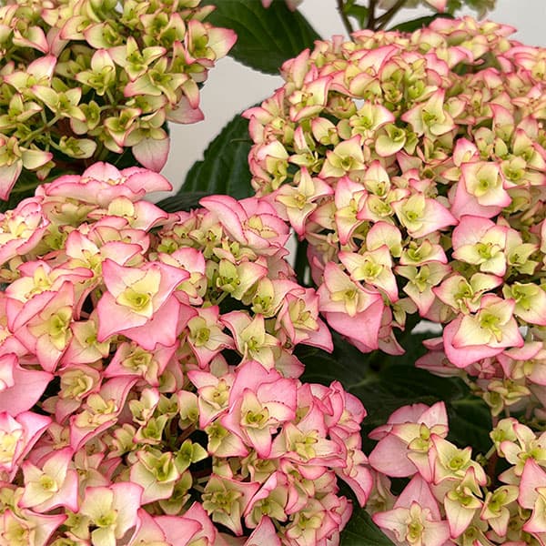 アジサイ：プリマドンナ5号鉢植え