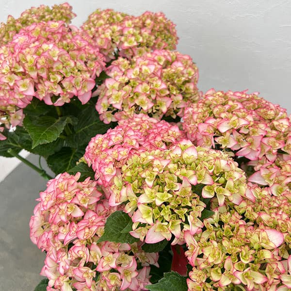 アジサイ：プリマドンナ5号鉢植え