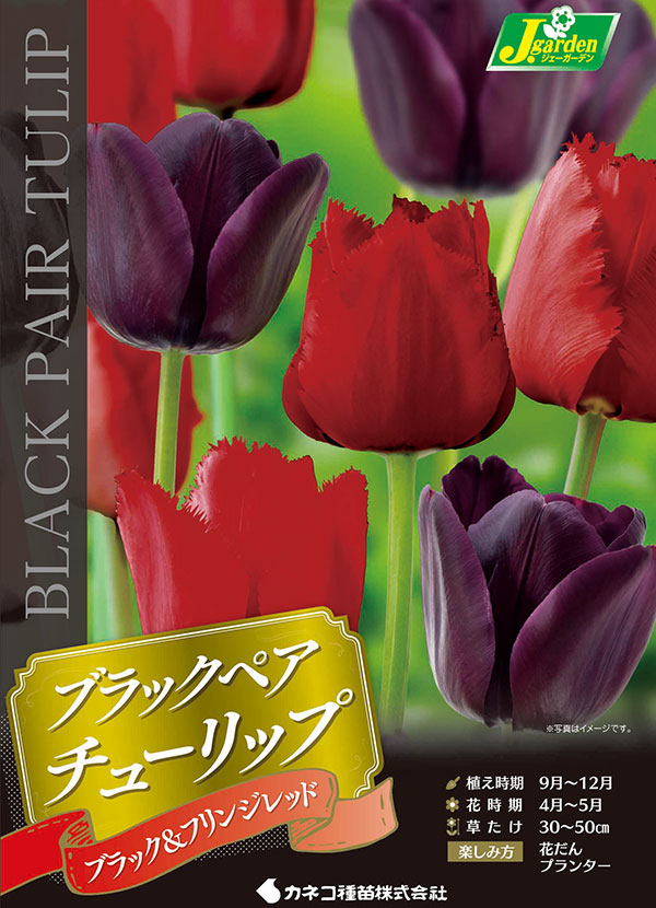 [26年9月中下旬予約]チューリップ：ブラックペア　ブラック＆フリンジレッド4球入り