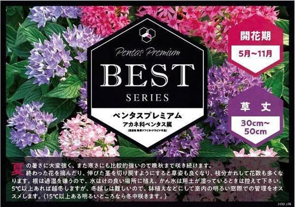 ペンタス:プレミアム ベストディープブルー3.5号ポット
