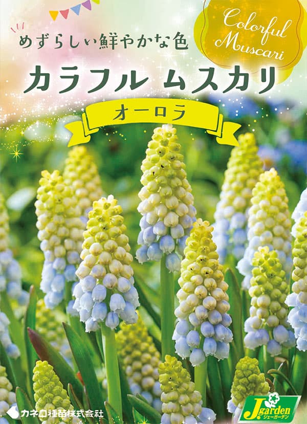 ムスカリ：オーロラ2球入り