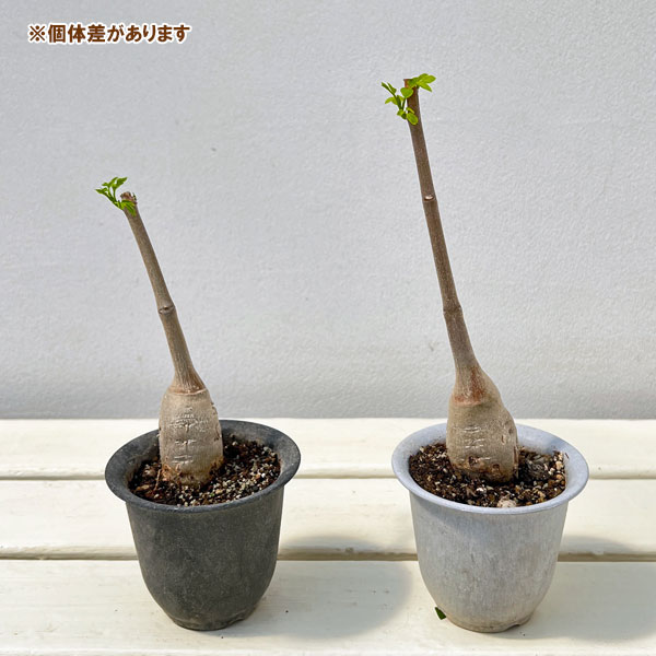 モリンガ:ステノペタラ(木化仕立て・実生苗)3号ポット