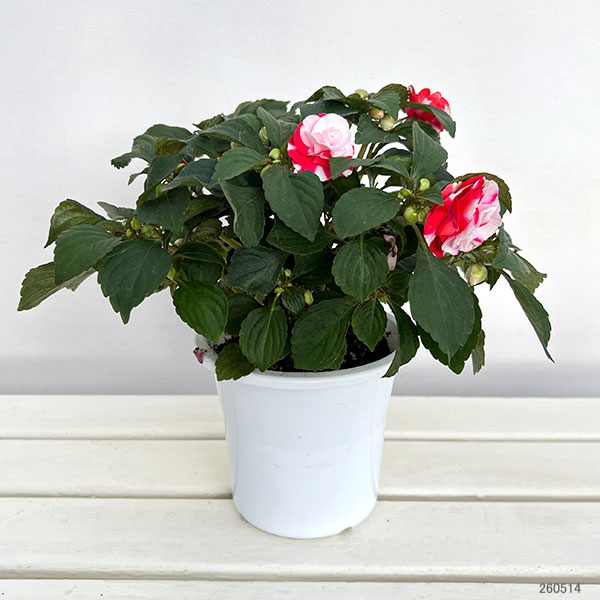 インパチェンス：フィエスタ スパークラーストロベリー5号鉢植え