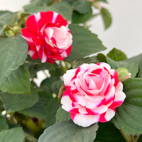 インパチェンス：フィエスタ スパークラーストロベリー5号鉢植え
