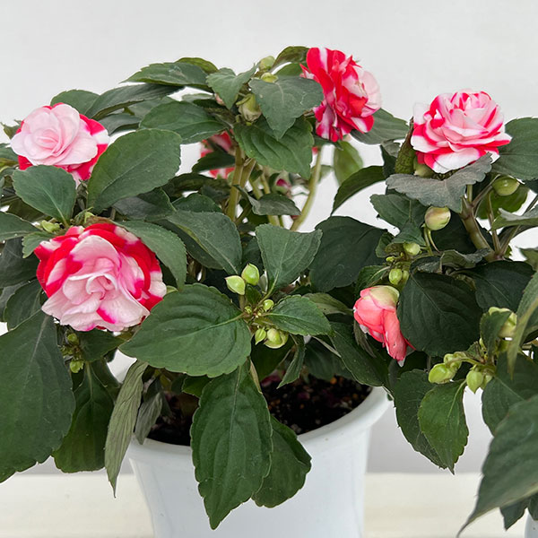 インパチェンス：フィエスタ スパークラーストロベリー5号鉢植え