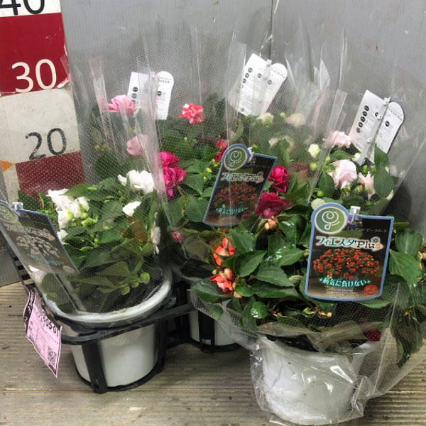 インパチェンス：フィエスタ スパークラーストロベリー5号鉢植え