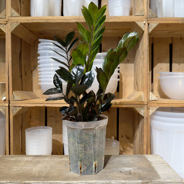 ザミオクルカス：レイヴン5号鉢植え