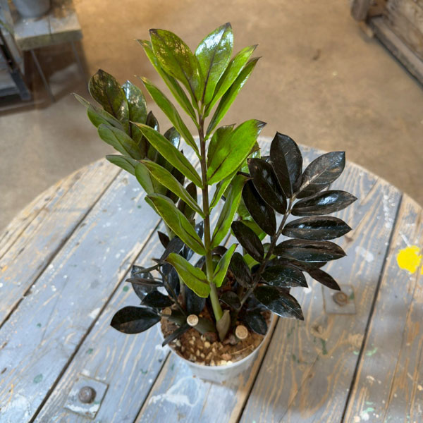 ザミオクルカス：レイヴン5号鉢植え