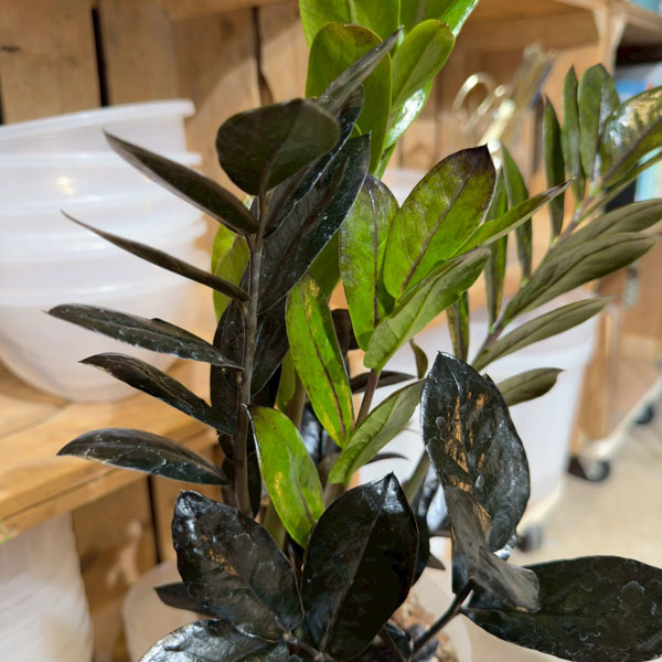ザミオクルカス：レイヴン5号鉢植え