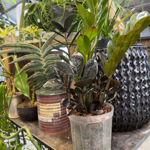 ザミオクルカス：レイヴン5号鉢植え