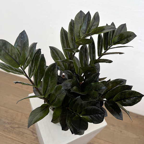 園芸ネット本店｜ザミオクルカス：レイヴン5号鉢植え の通販【公式】