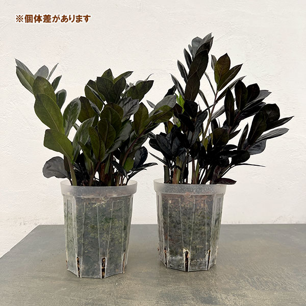 園芸ネット本店｜ザミオクルカス：レイヴン5号鉢植え の通販【公式】
