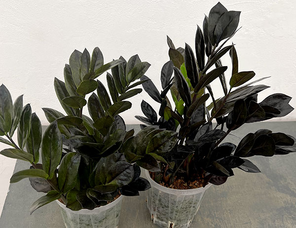 園芸ネット本店｜ザミオクルカス：レイヴン5号鉢植え の通販【公式】
