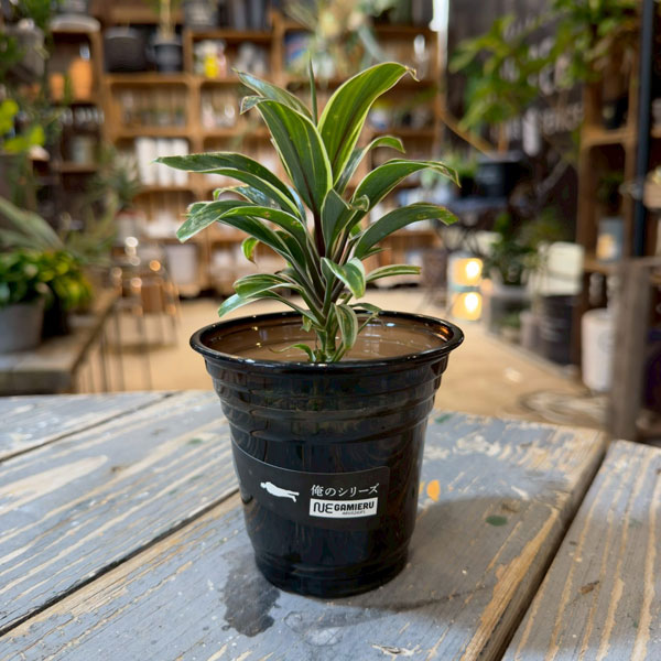 ドラセナ：コーヒーコンパクター　3.5号鉢植え