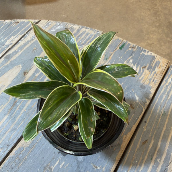 ドラセナ：コーヒーコンパクター　3.5号鉢植え