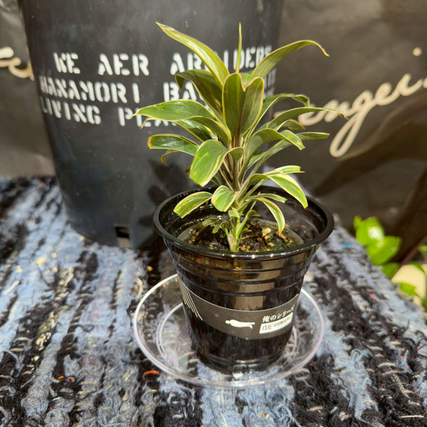 ドラセナ：コーヒーコンパクター　3.5号鉢植え