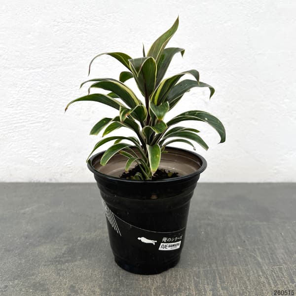 ドラセナ:コーヒーコンパクター 3.5号鉢植え