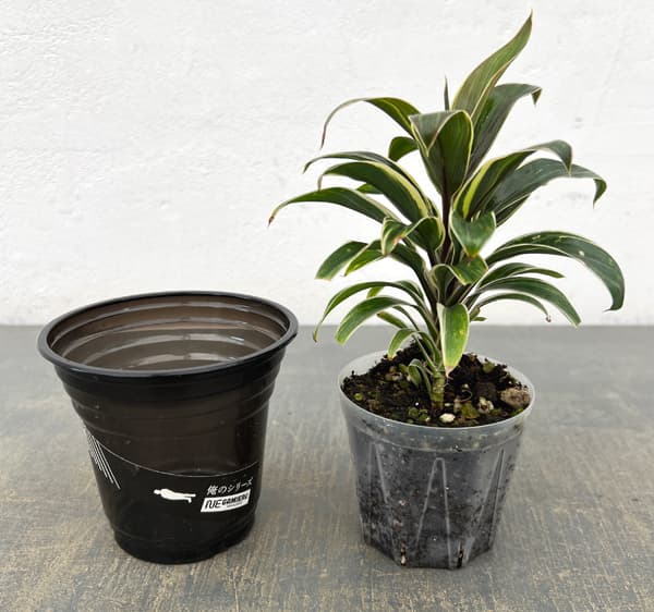 ドラセナ:コーヒーコンパクター 3.5号鉢植え