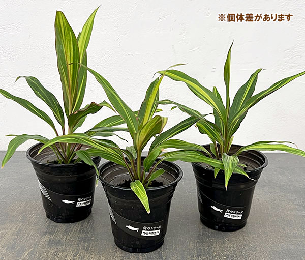 [アーリーサマーセール]ドラセナ：キウイ　3.5号鉢植え
