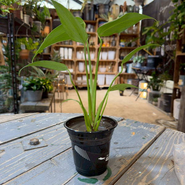 モンステラ：バールマルクスフレーム　3.5号鉢植え